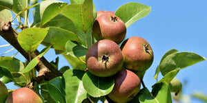 What Is Emu Apple Extract? Benefits for Glowing, Healthy Skin
